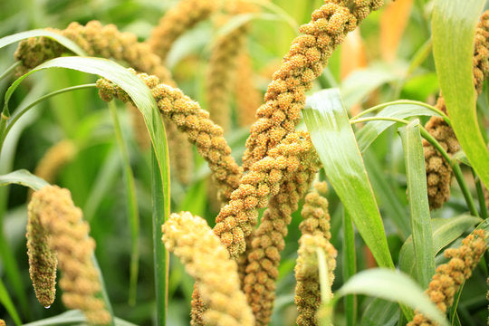 6 Amazing Benefits of Foxtail Millet – essentiaeats